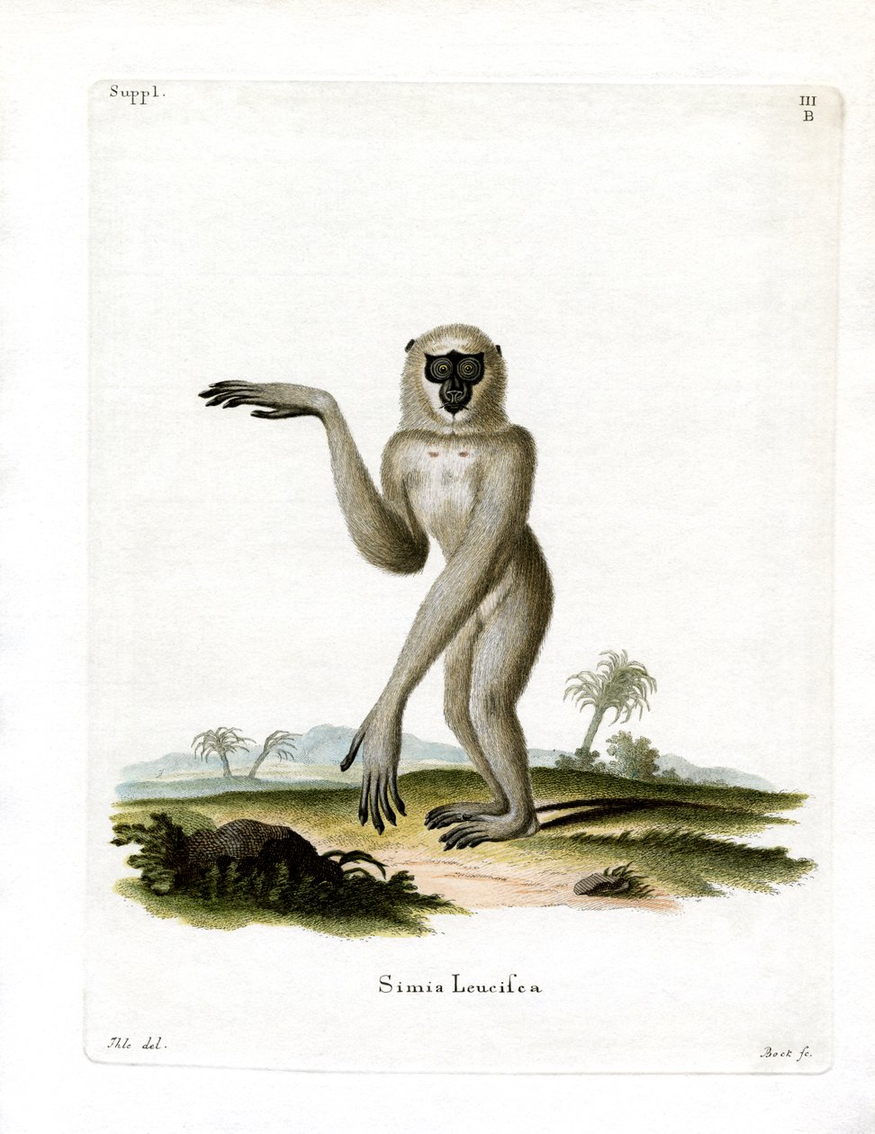 Javan Silvery Gibbon (värillinen kaiverrus) tekijältä German School