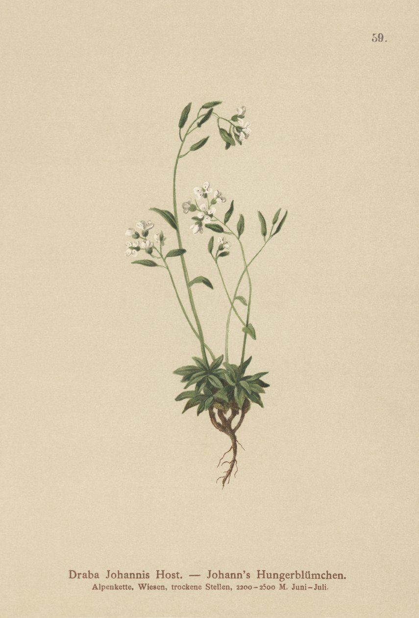 Johns Whitlow-grass (Draba Johannis) tekijältä German School