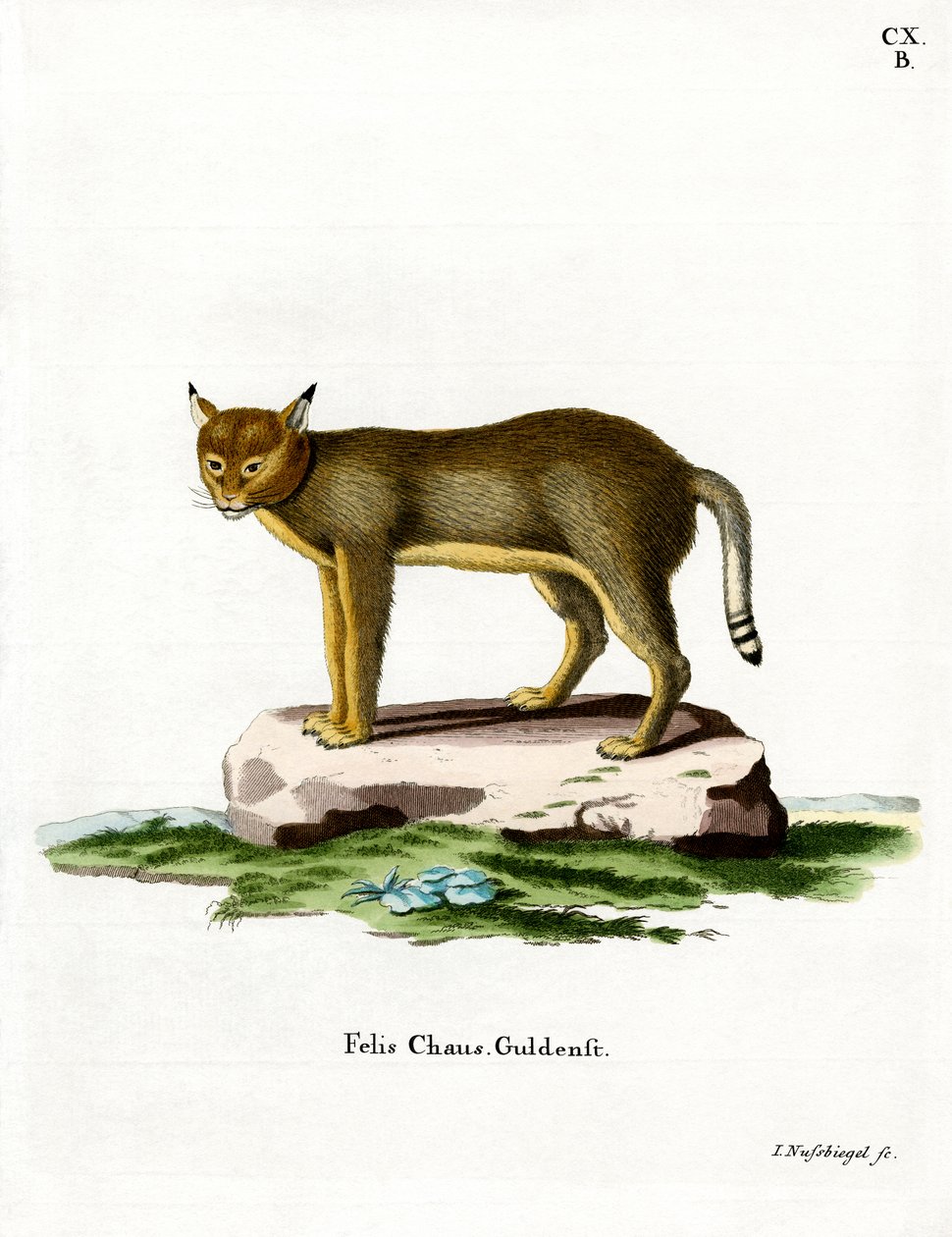 Jungle Cat (värillinen kaiverrus) tekijältä German School
