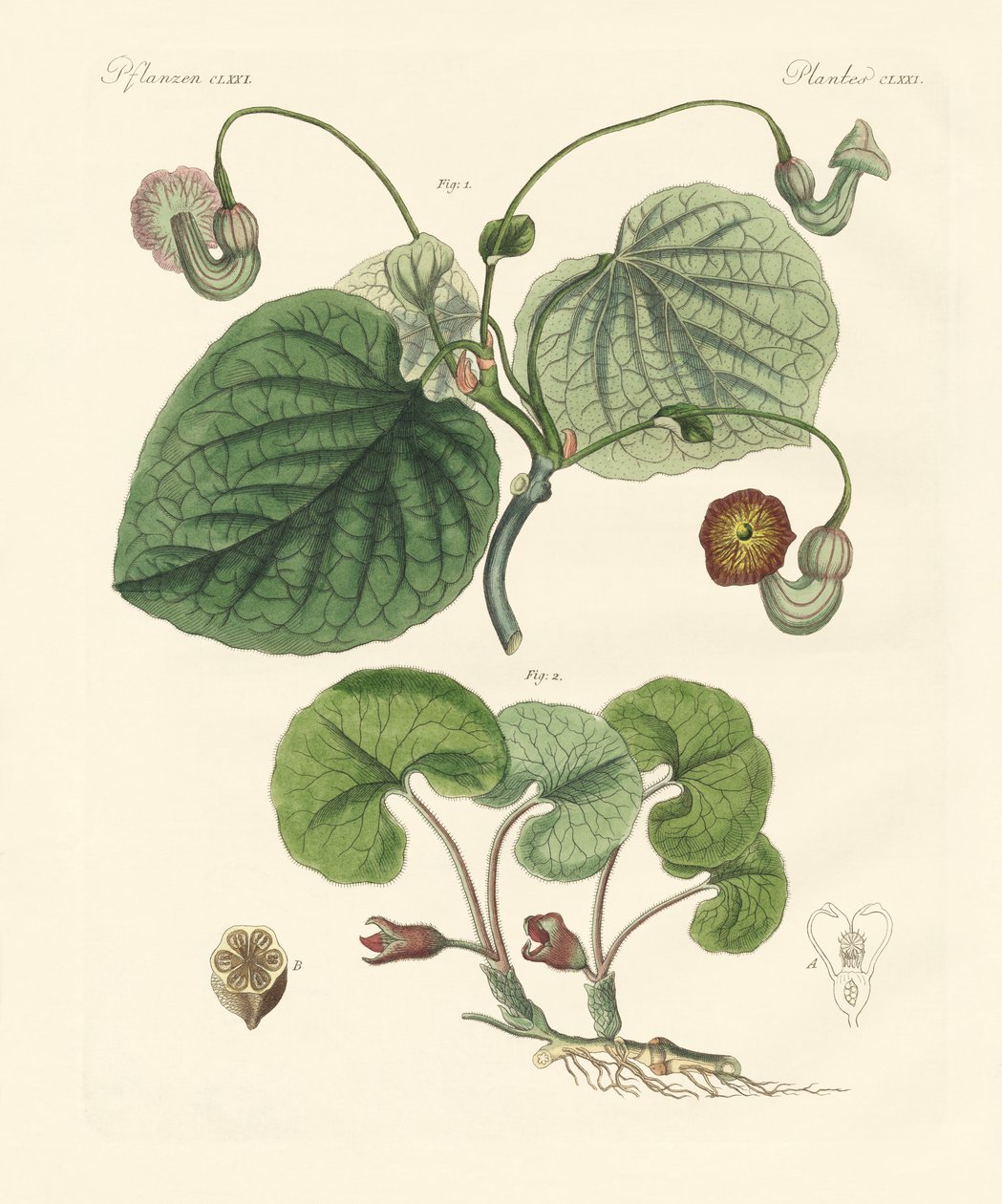 Aristolochia-kasvien tyypit (värillinen kaiverrus) tekijältä German School