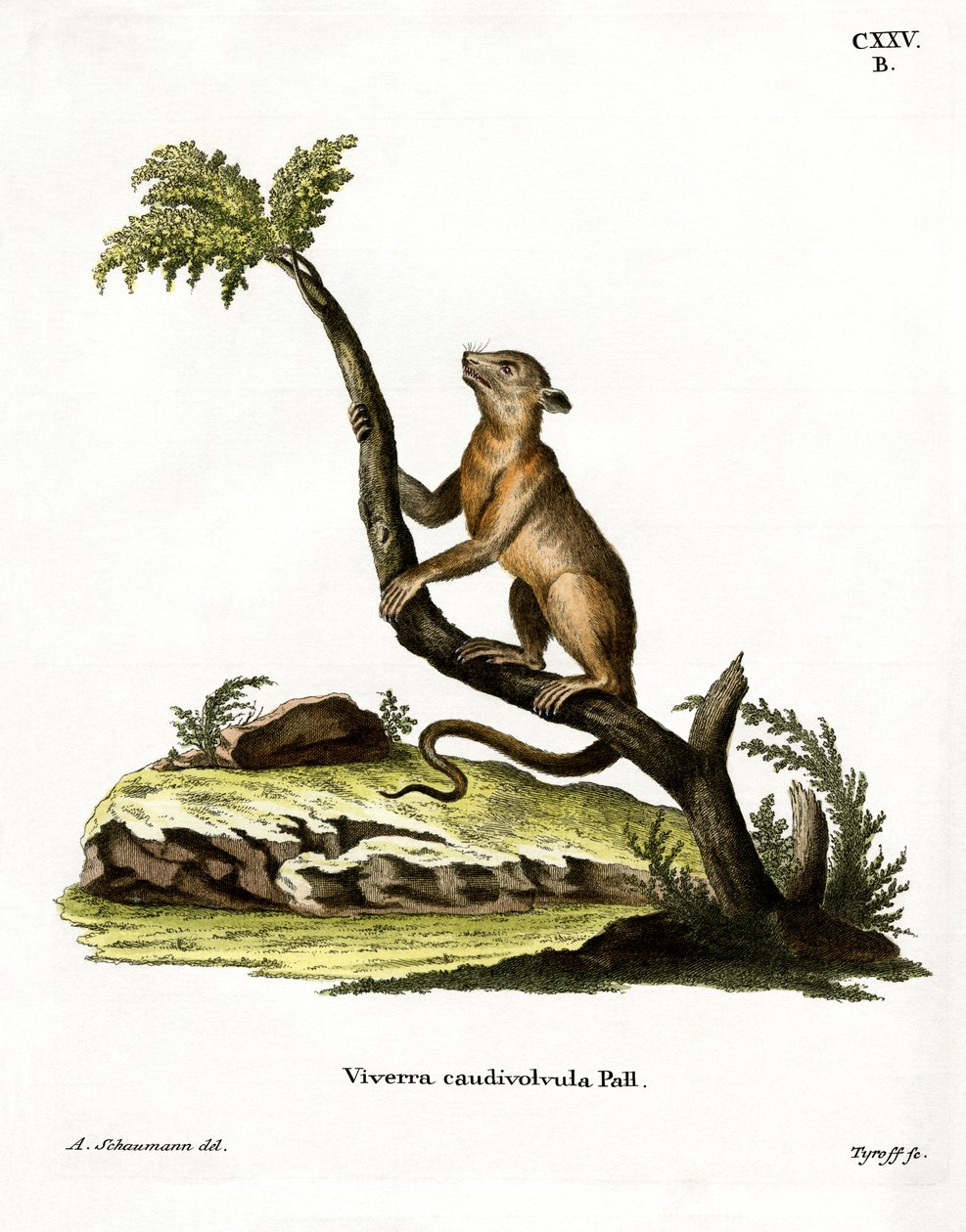 Kinkajou (värillinen kaiverrus) tekijältä German School