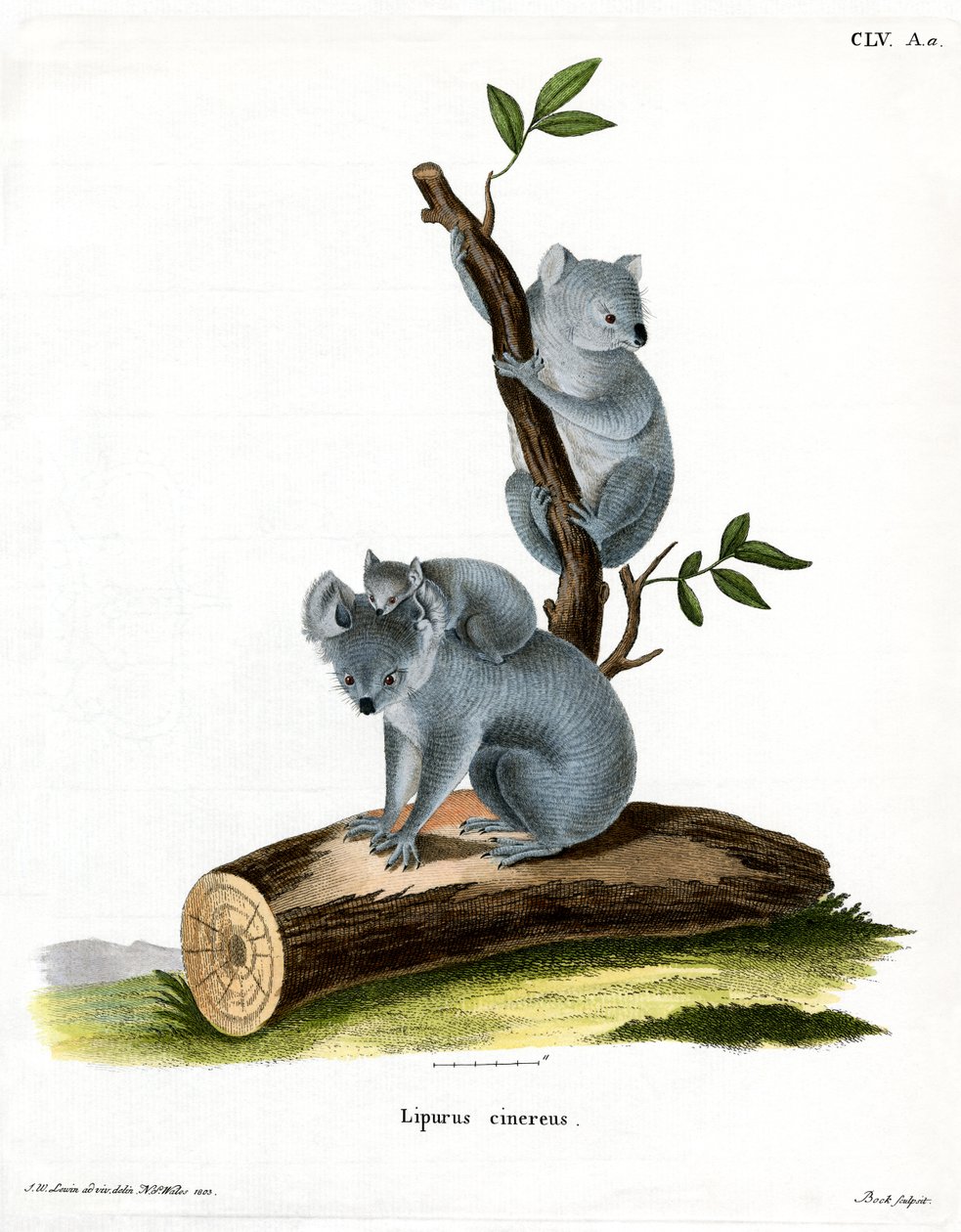Koala (värillinen kaiverrus) tekijältä German School