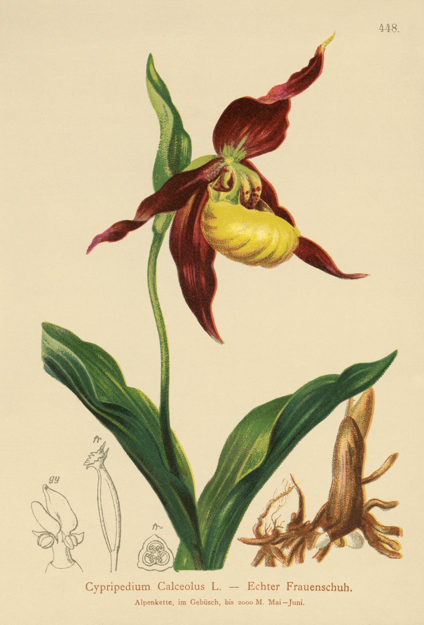 Ladys Slipper (Cypripedium Calceolus) tekijältä German School