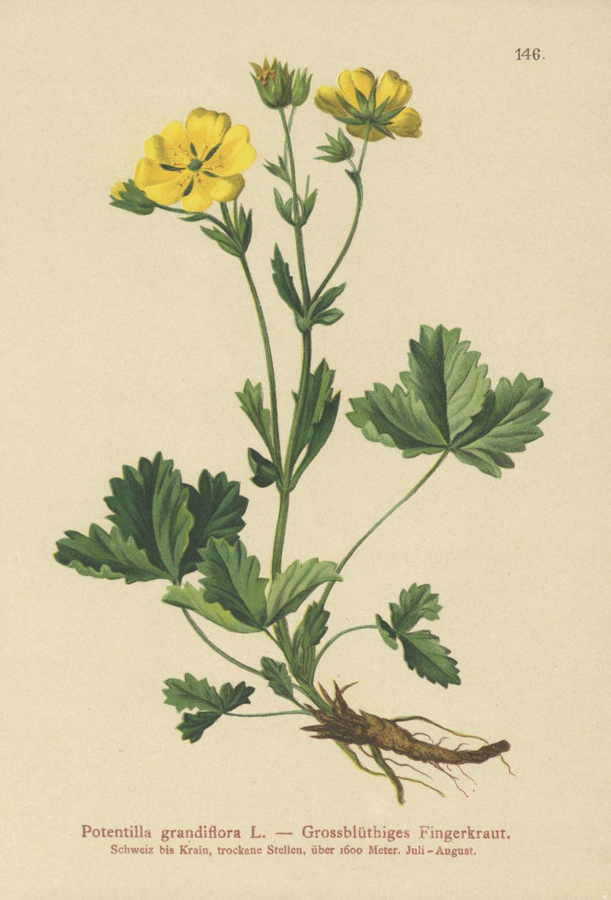 Isokukkainen Potentilla (Potentilla grandiflora) tekijältä German School
