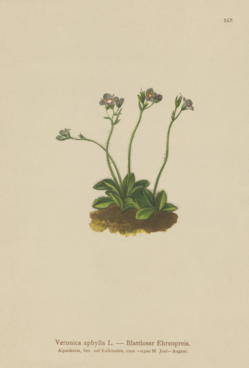 Lehdetönvartinen Speedwell (Veronica aphylla) tekijältä German School