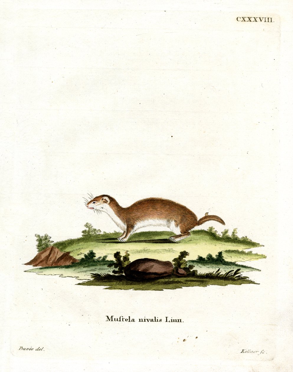 Least Weasel (värillinen kaiverrus) tekijältä German School