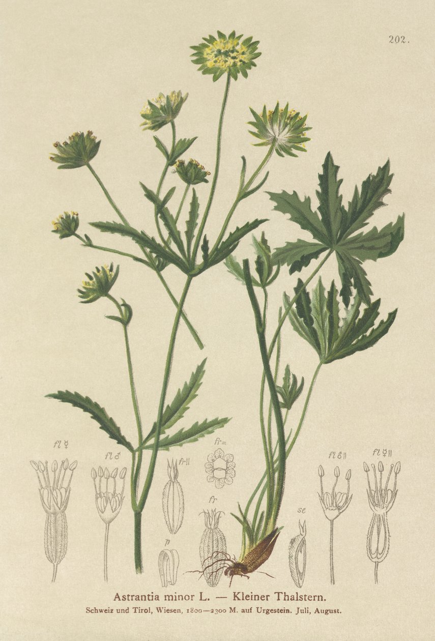 Lesser Masterwort (Astrantia minor) tekijältä German School