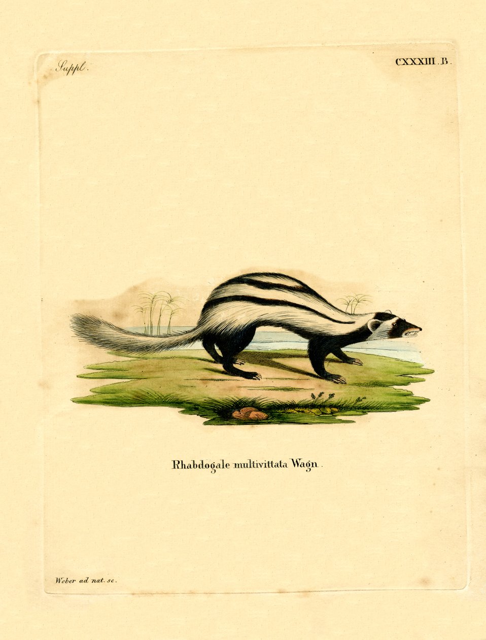 Libyan Striped Weasel (värillinen kaiverrus) tekijältä German School