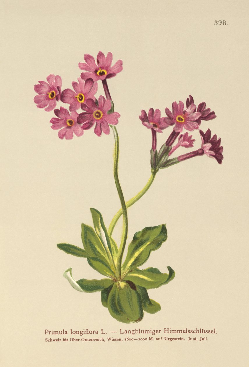 Pitkäkukkainen esikko (Primula longiflora) tekijältä German School