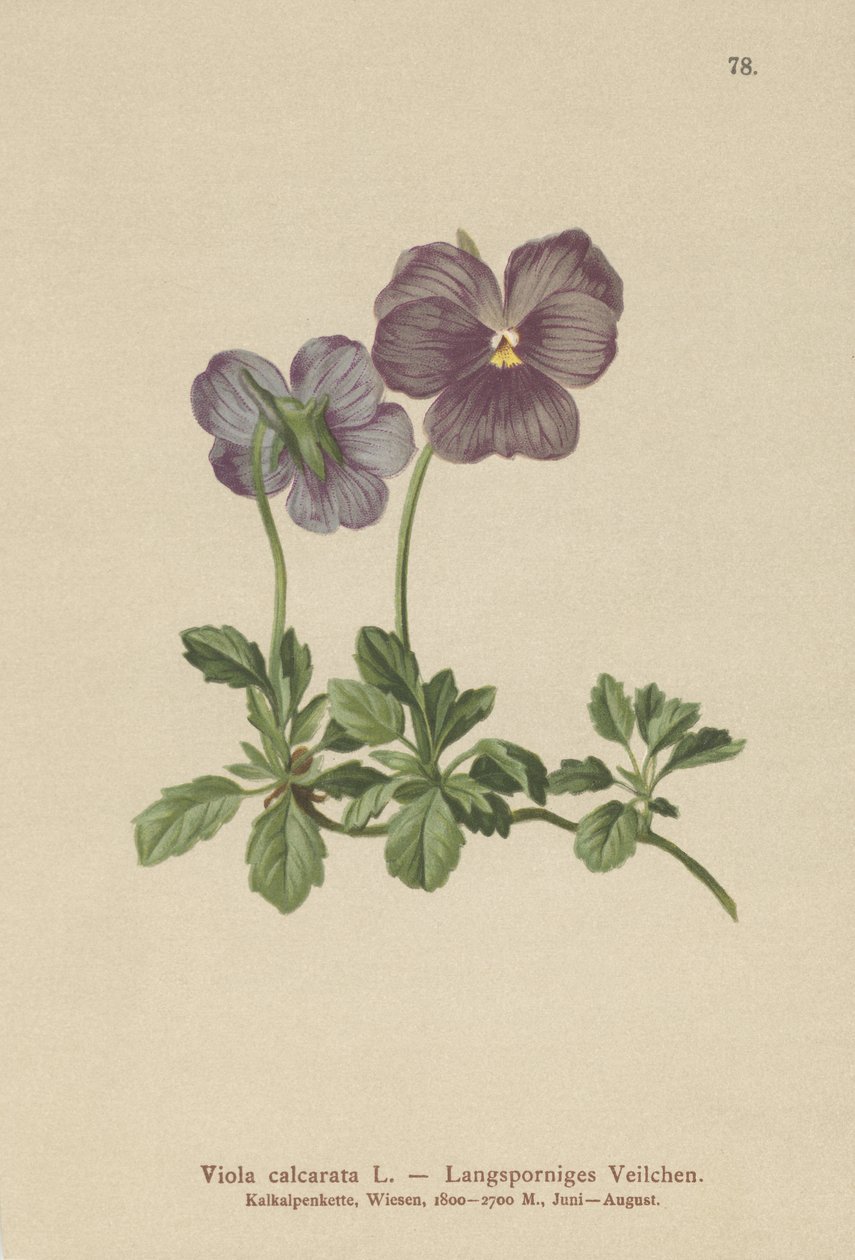 Pitkänkarvainen orvokki (Viola calcarata) tekijältä German School