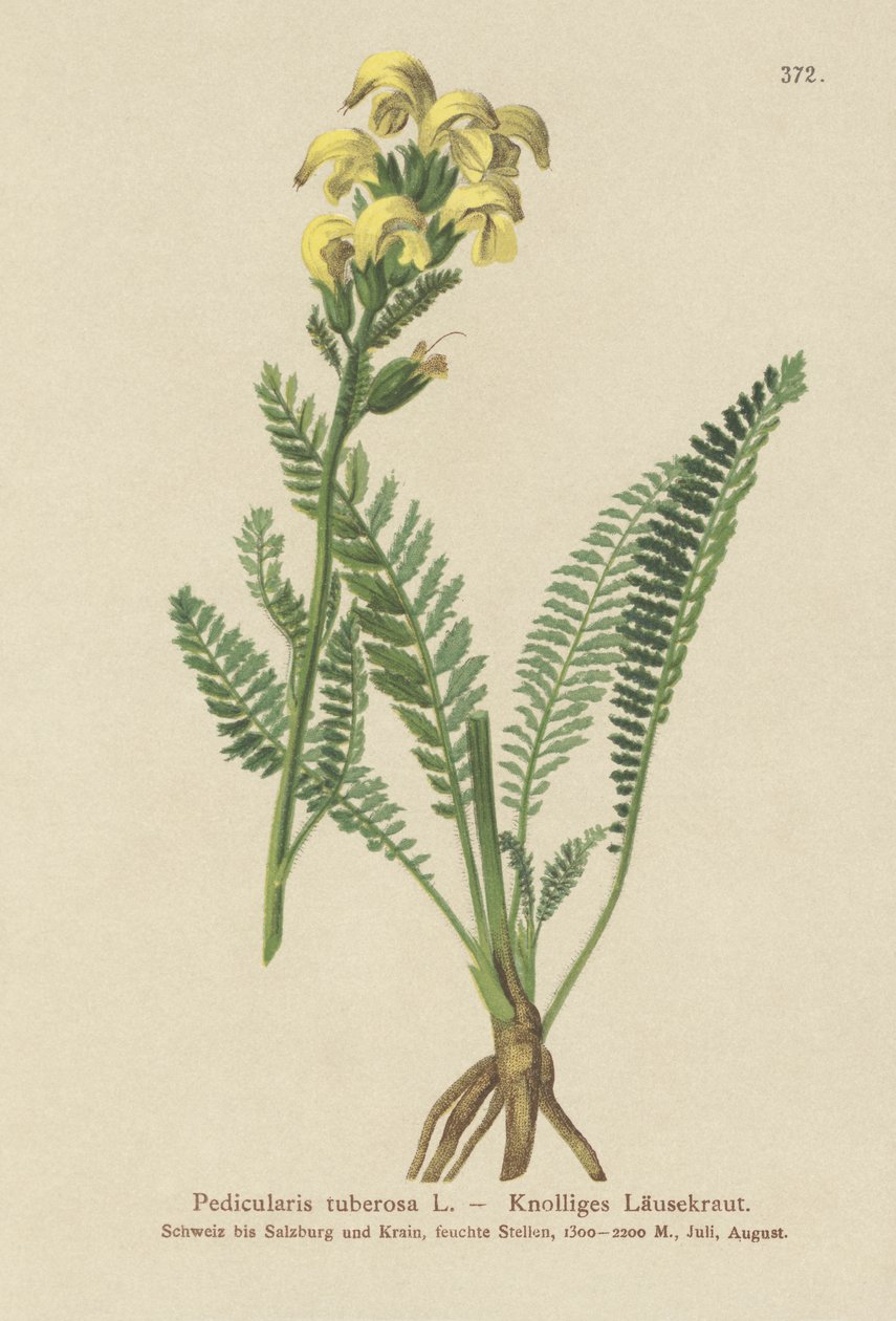 Pitkänokkainen keltainen täimato (Pedicularis tuberosa) tekijältä German School