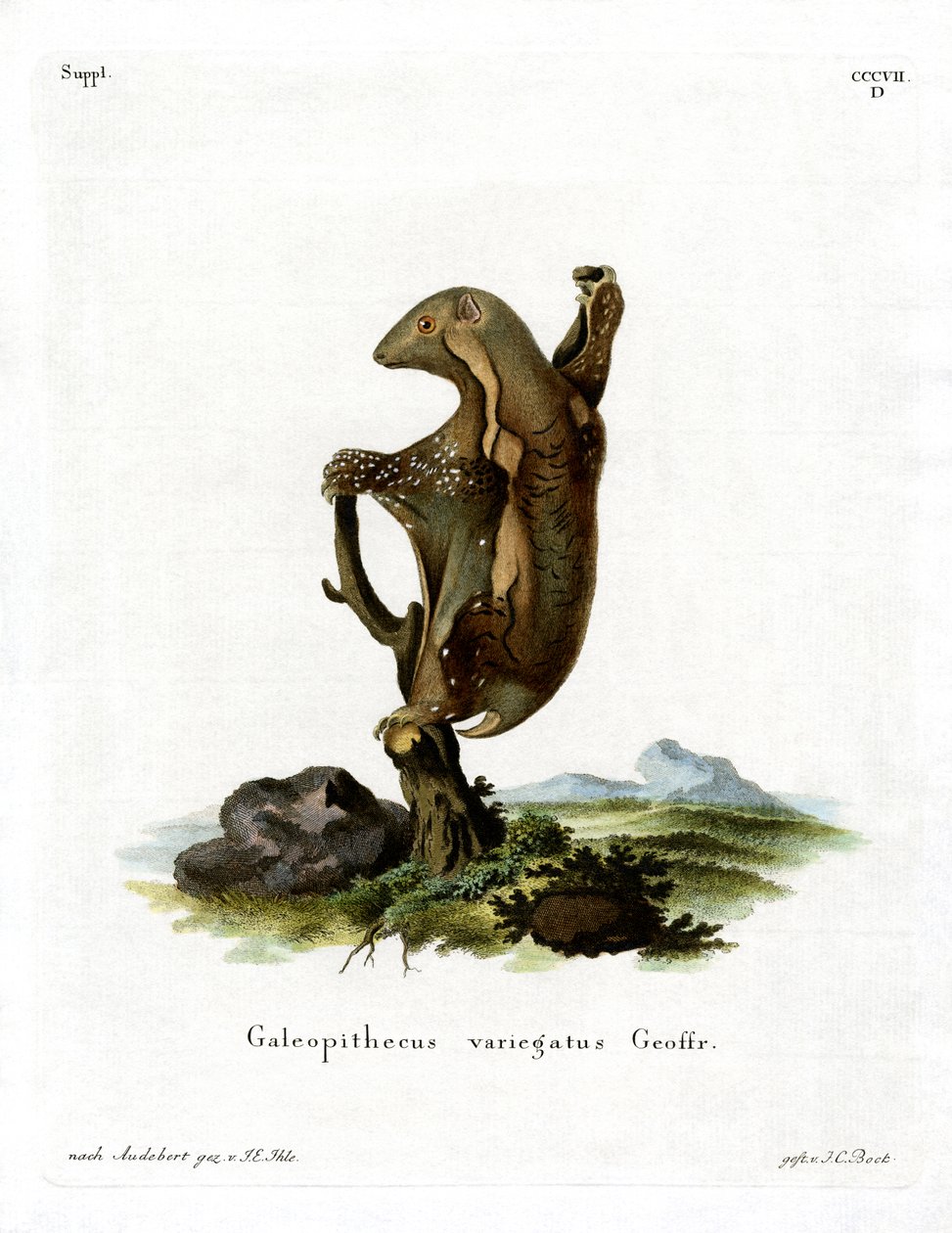 Malayan Flying Lemur (värillinen kaiverrus) tekijältä German School