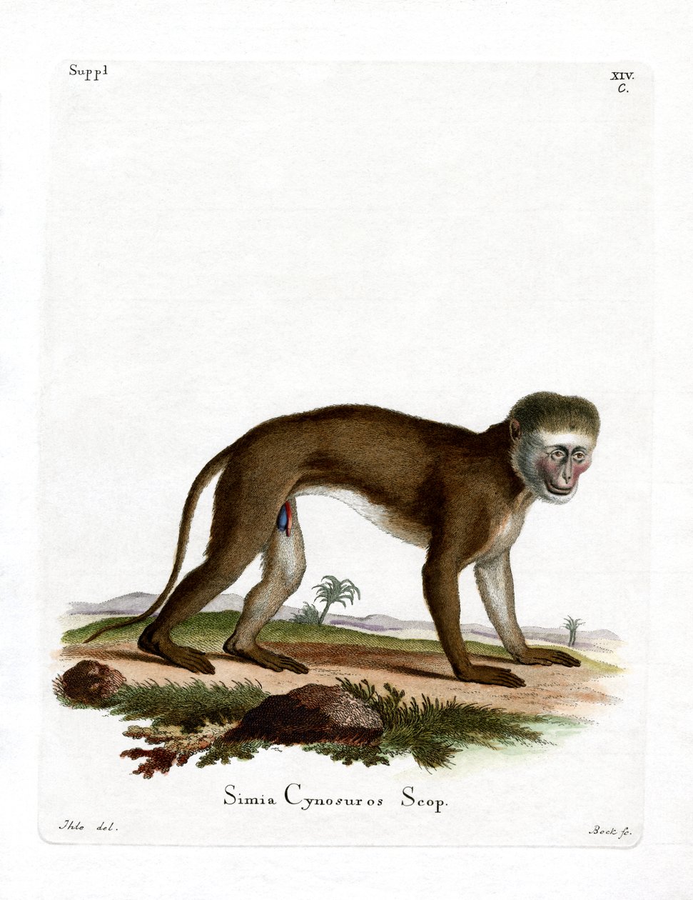 Malbrouck Monkey (värillinen kaiverrus) tekijältä German School