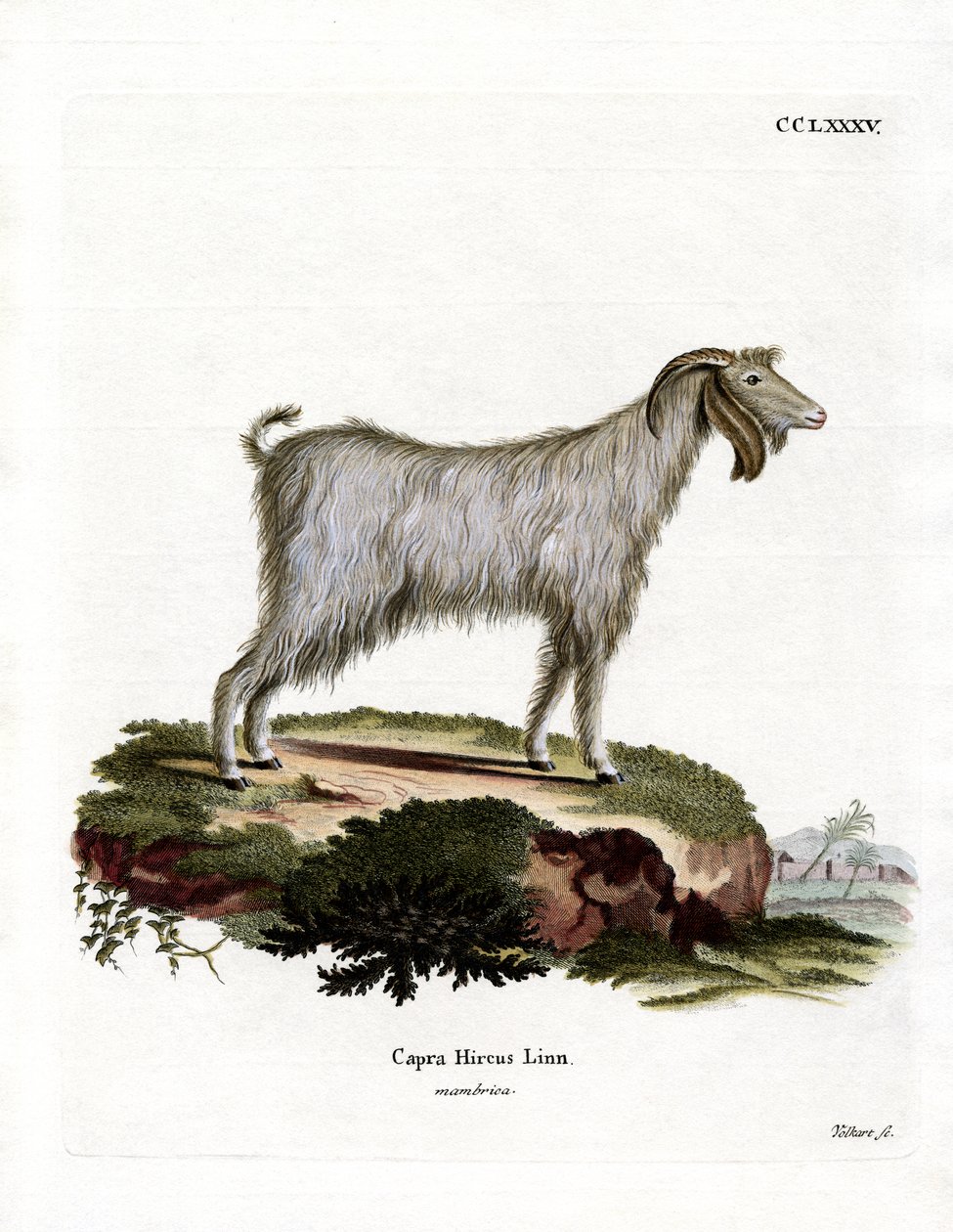 Mamber Goat (värillinen kaiverrus) tekijältä German School