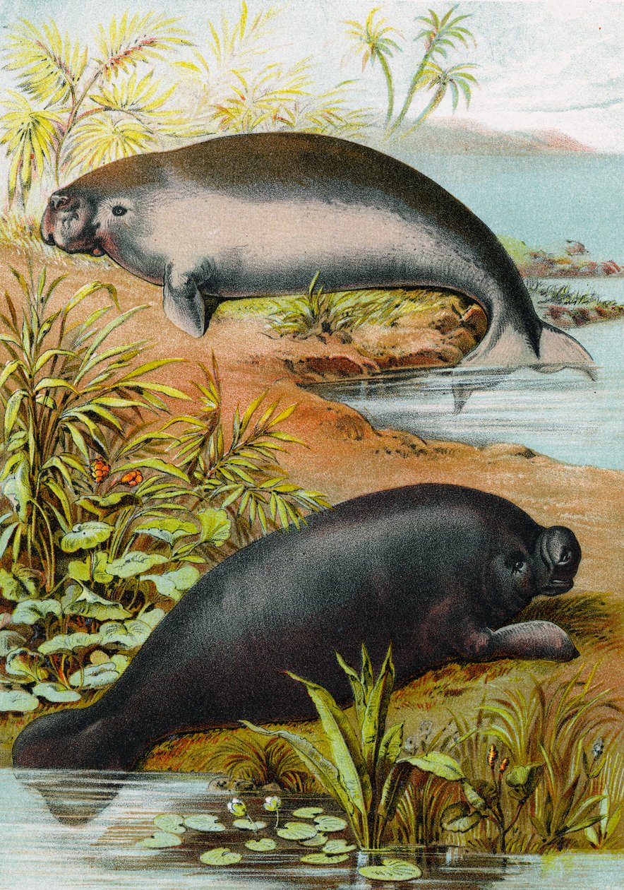 Manatee ja Dugong, noin 1880 tekijältä German School