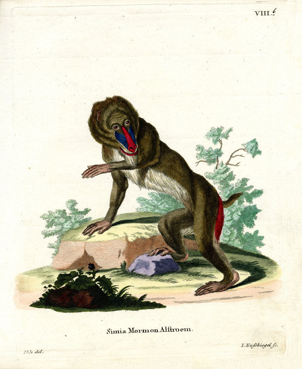 Mandrill (värillinen kaiverrus) tekijältä German School