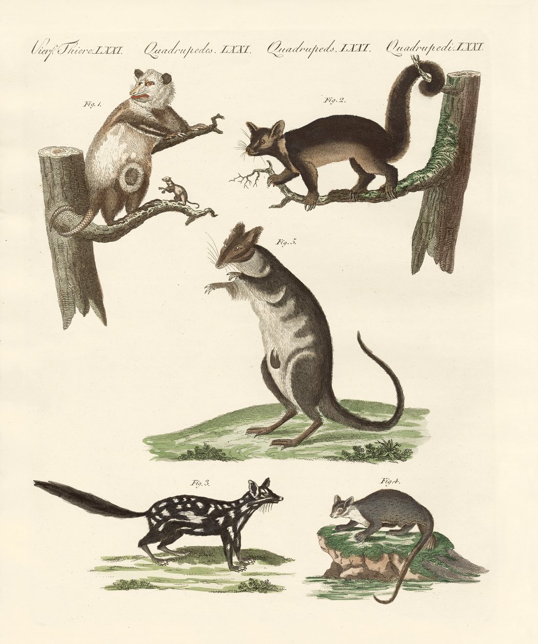 Marsupials tekijältä German School