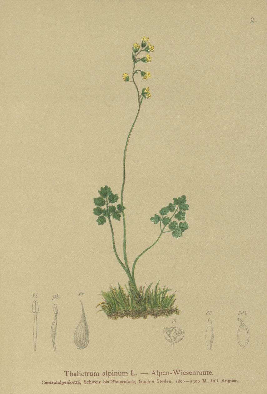 Meadow-rue (Thalictrum alpinum) tekijältä German School