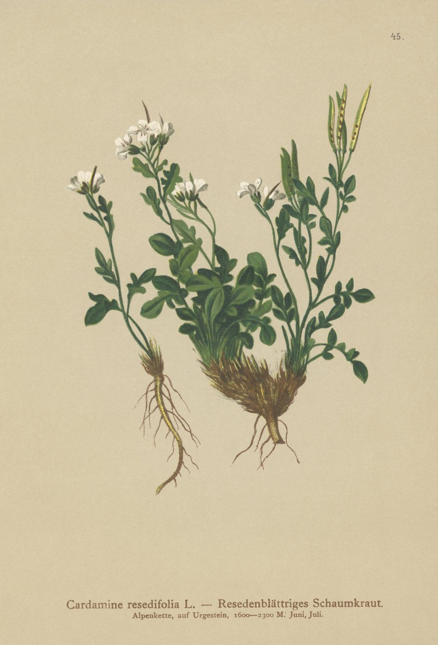 Mignonette-lehtinen katkerakrassi (Cardamine resedifolia, Arabis bellidioides, Cardamine heterophylla) tekijältä German School