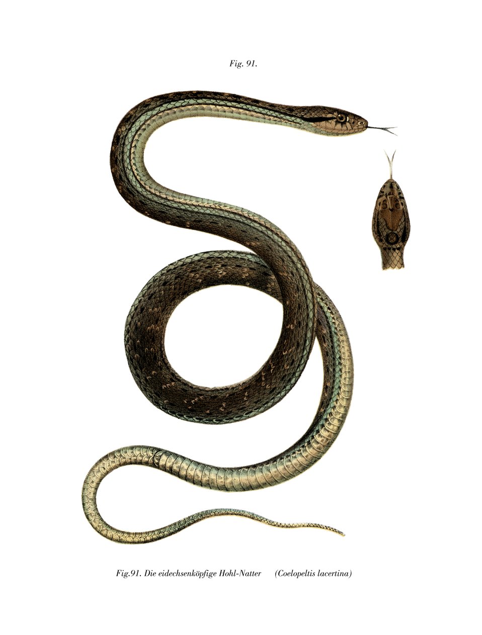 Montpellier Snake (väri litho) tekijältä German School