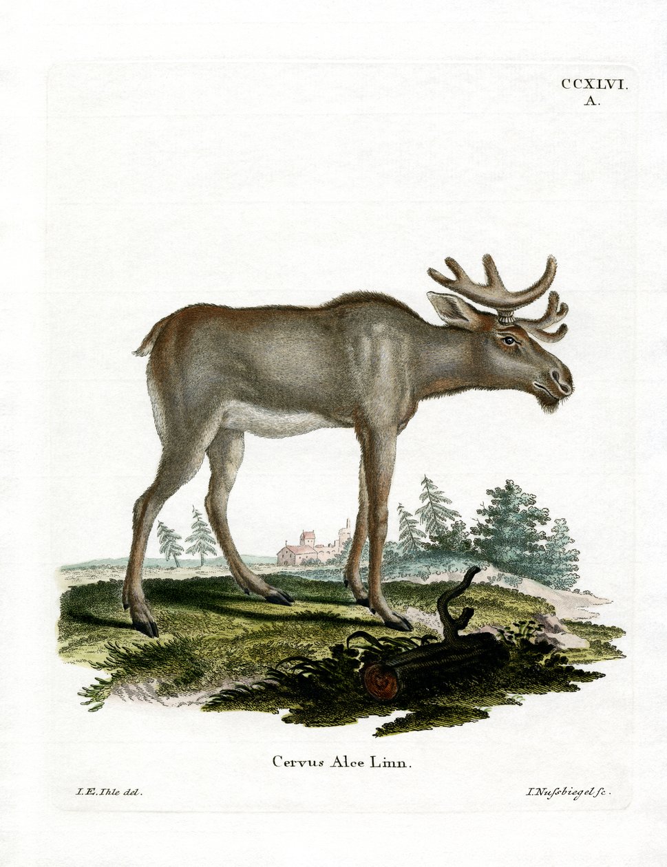Hirvi (värillinen kaiverrus) tekijältä German School