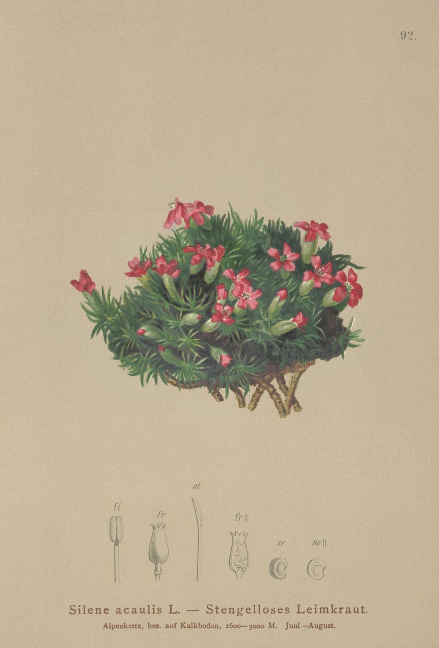 Moss Campion (Silene acaulis) tekijältä German School
