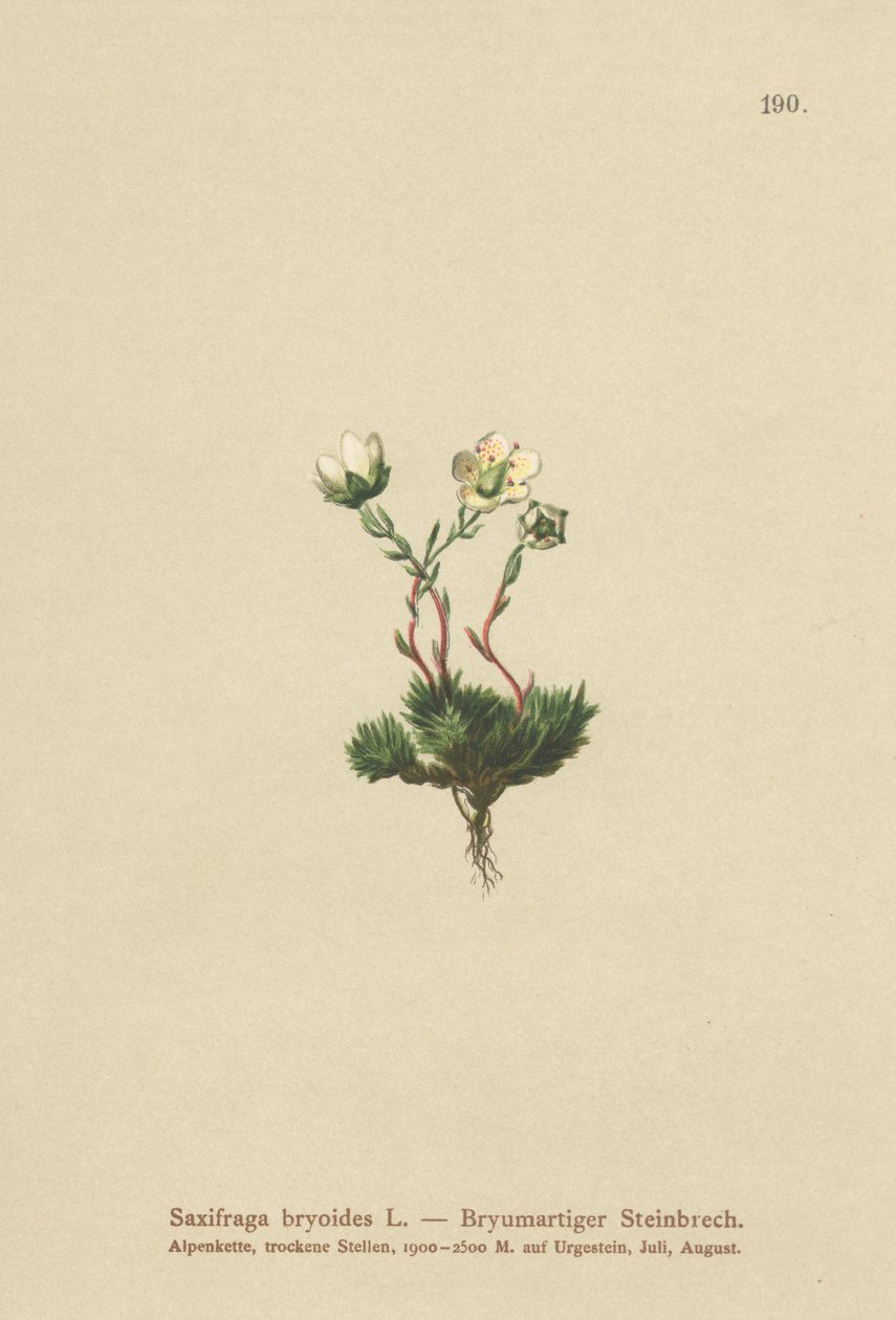 Sammaleinen saksifrage (Saxifraga bryoides) tekijältä German School