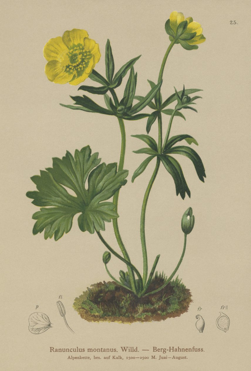 Varisjalka (Ranunculus montanus) tekijältä German School