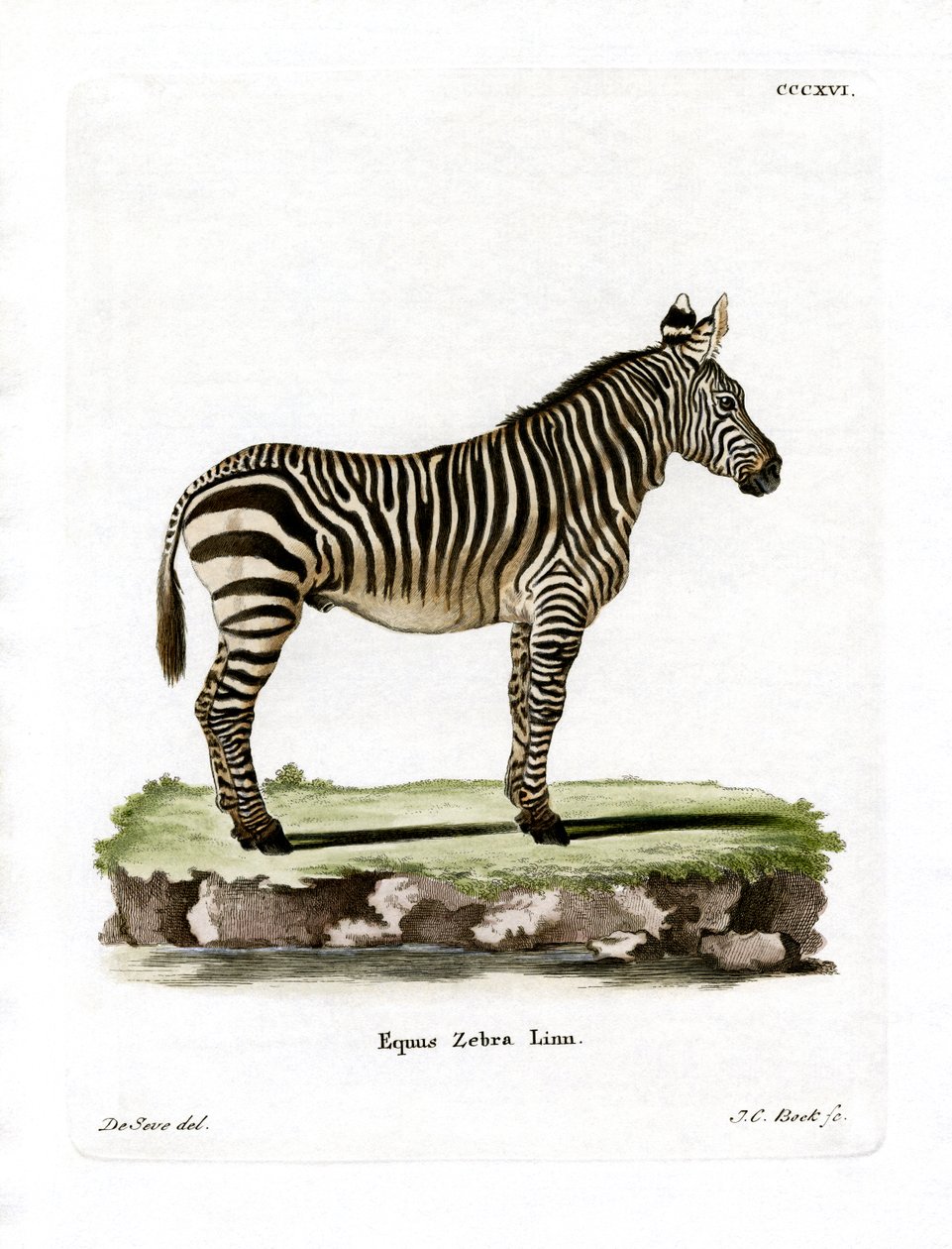 Mountain Zebra (värillinen kaiverrus) tekijältä German School