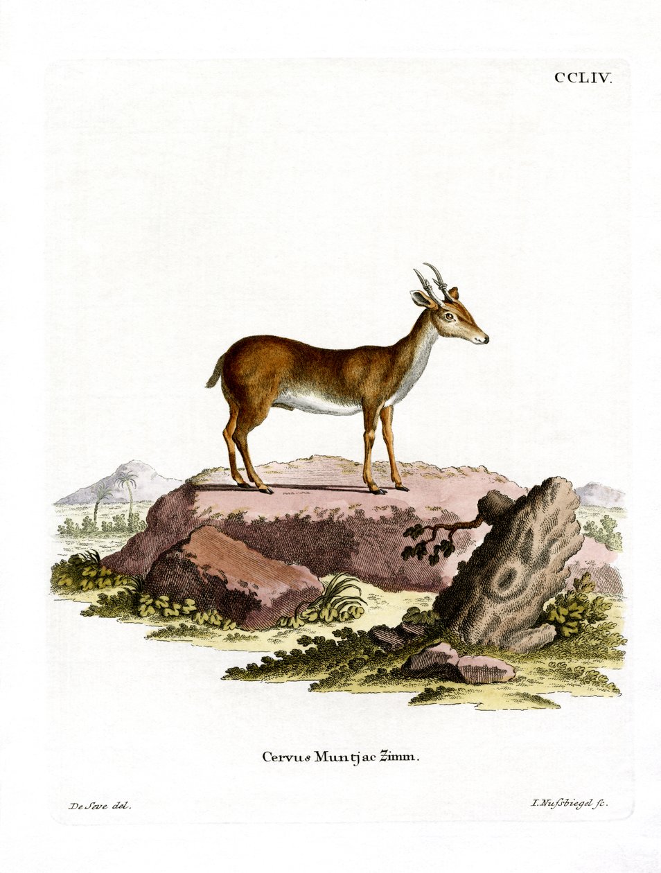 Muntjac (värillinen kaiverrus) tekijältä German School