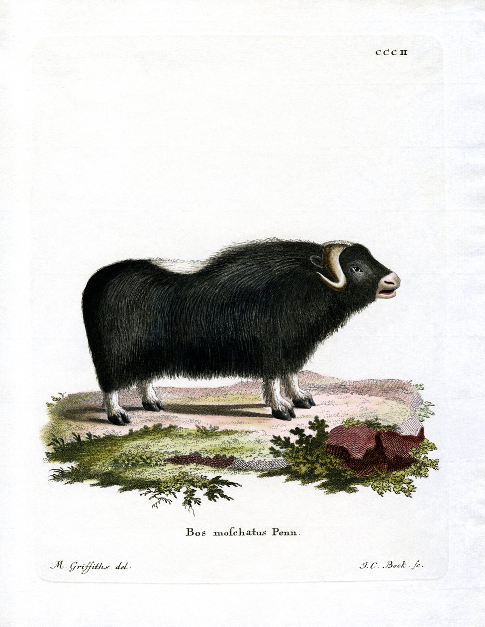Musk Ox (värillinen kaiverrus) tekijältä German School