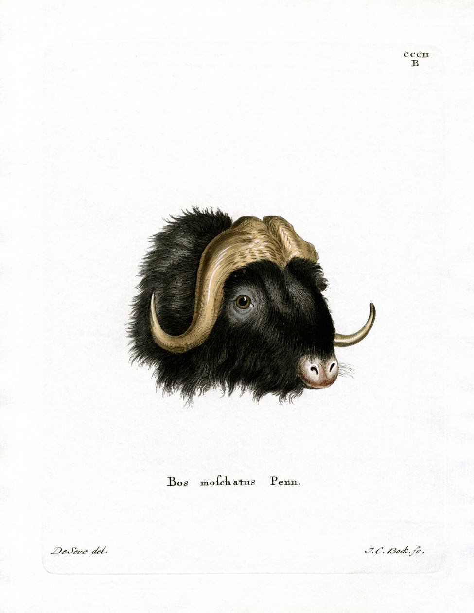 Musk Ox Head (värillinen kaiverrus) tekijältä German School