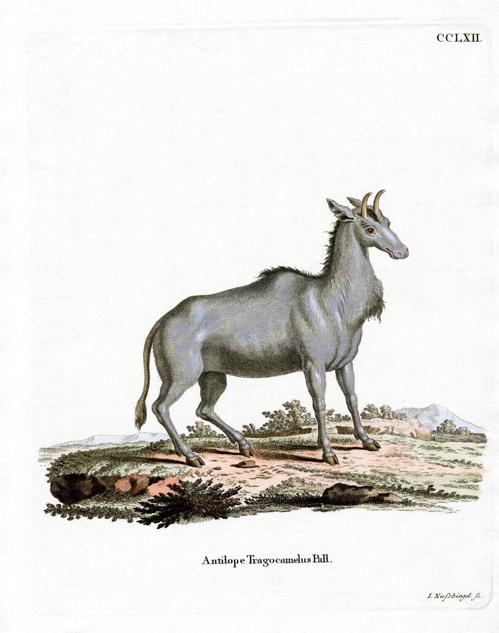 Nilgai (värillinen kaiverrus) tekijältä German School