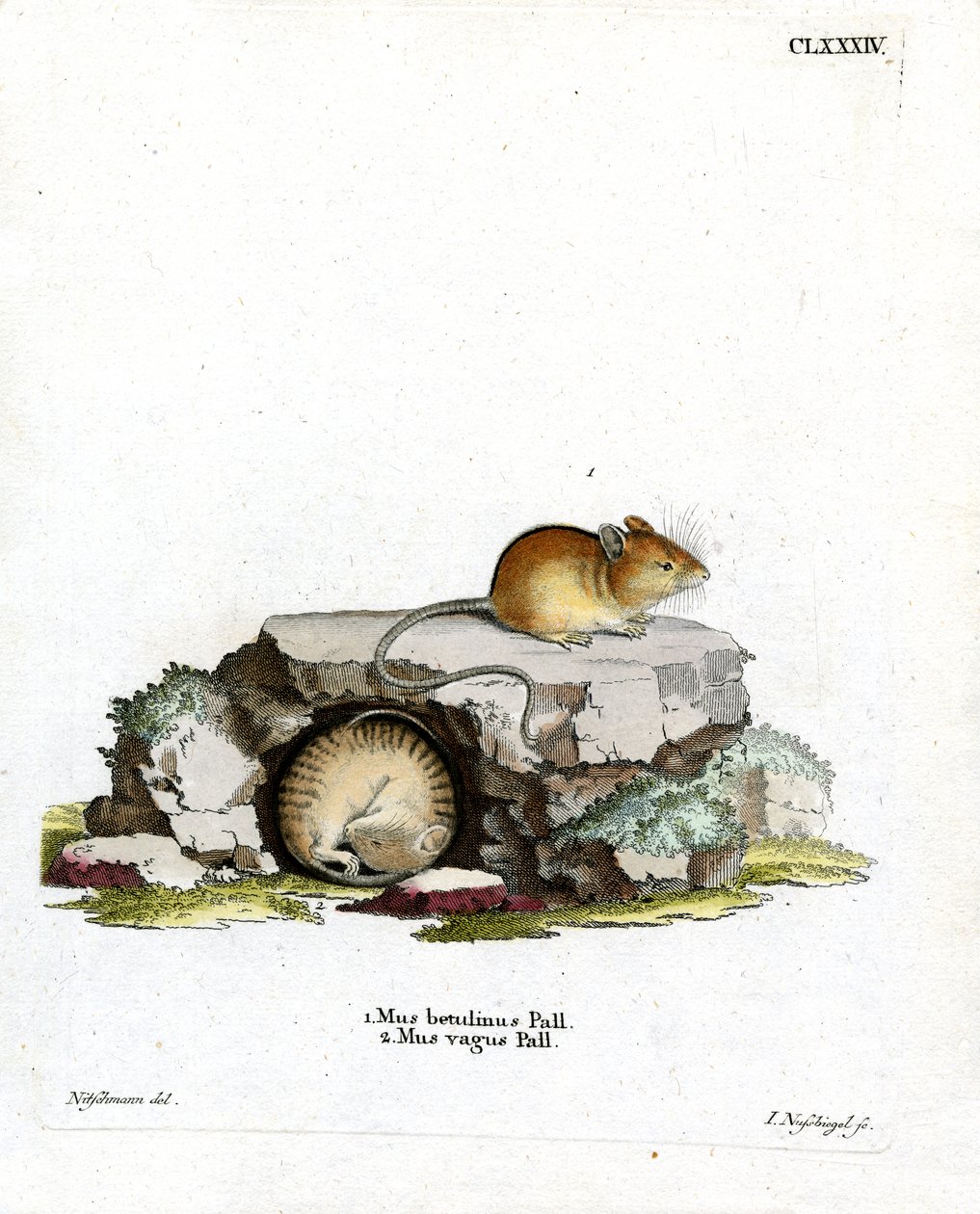 Northern Birch Mouse (värillinen kaiverrus) tekijältä German School