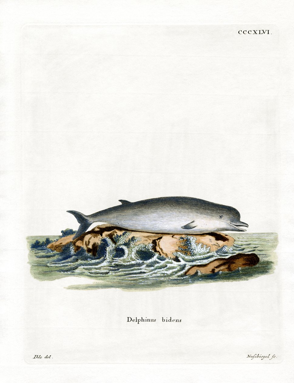 Northern Bottlenose Whale (värillinen kaiverrus) tekijältä German School