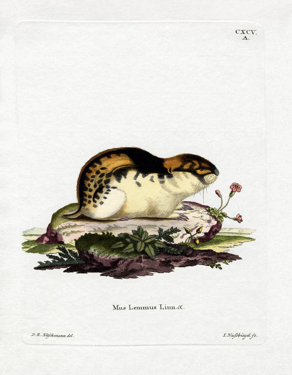 Norja Lemming (värillinen kaiverrus) tekijältä German School