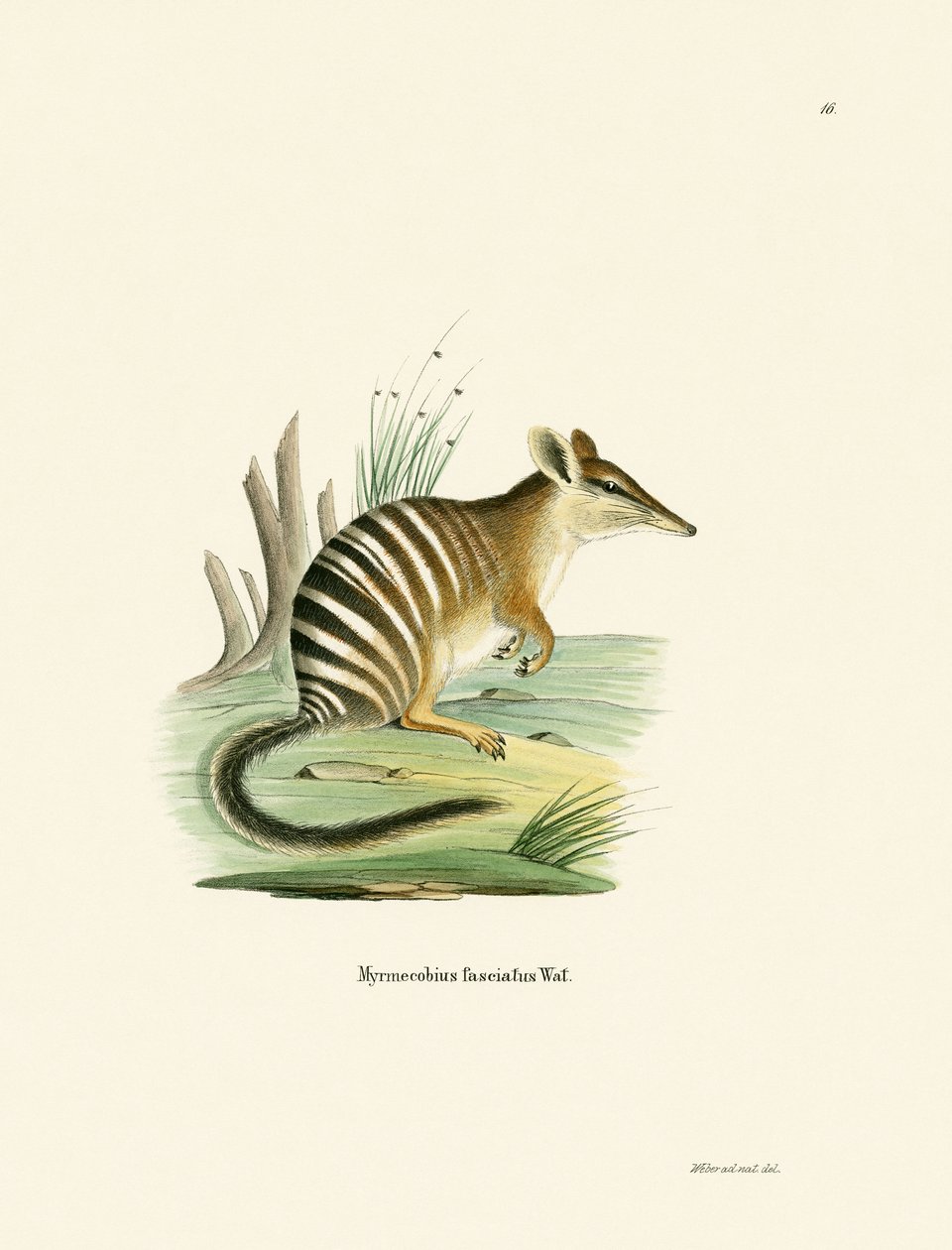 Numbat (värillinen kaiverrus) tekijältä German School