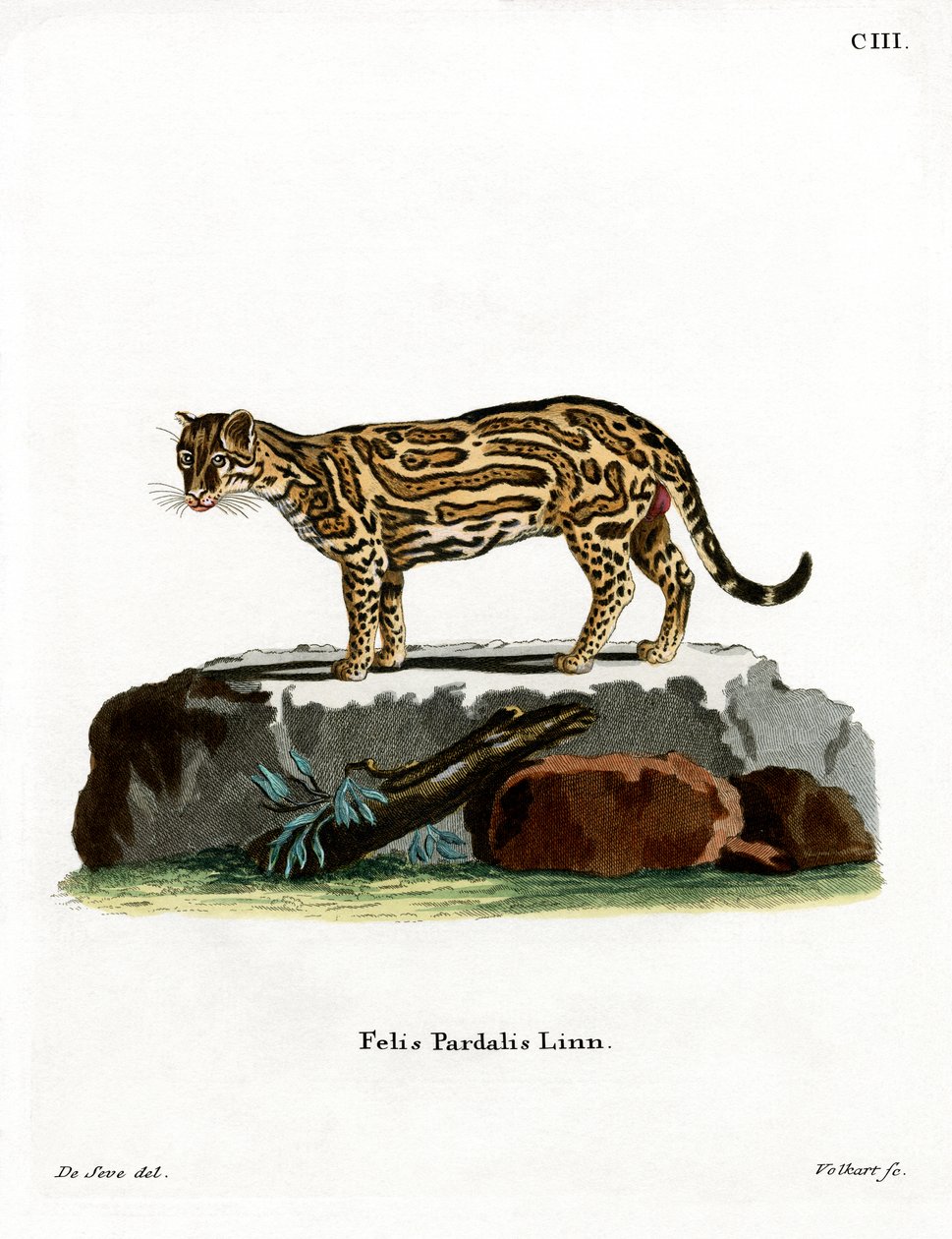 Ocelot (värillinen kaiverrus) tekijältä German School