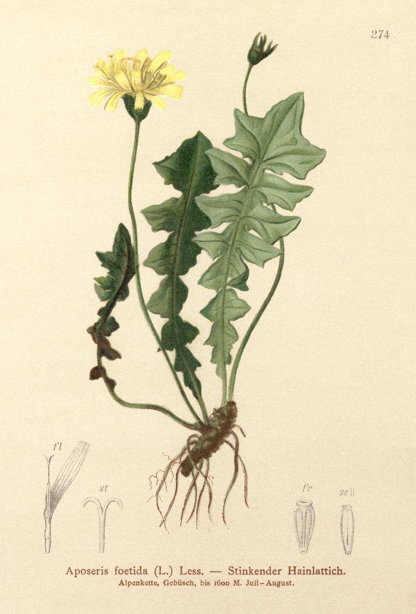 Tuoksuva sikasalaatti (Aposeris foetida) tekijältä German School