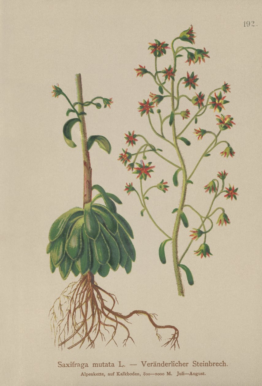 Oranssi saksifrage (Saxifraga mutata) tekijältä German School