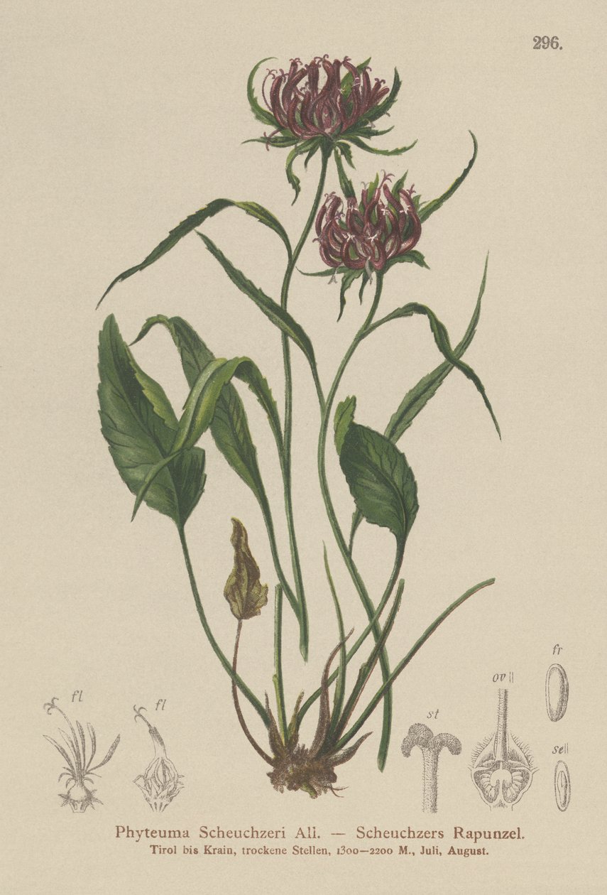 Oxford Rampion (Phyteuma Scheuchzeri) tekijältä German School