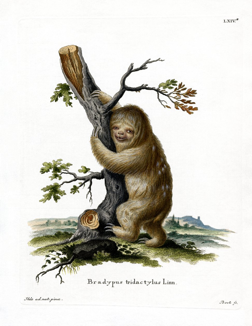 Pale-throated Sloth (värillinen kaiverrus) tekijältä German School