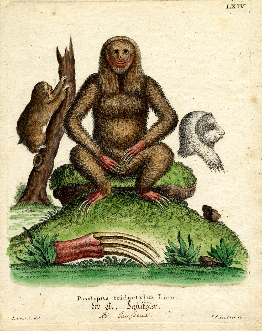 Pale-throated Sloth (värillinen kaiverrus) tekijältä German School
