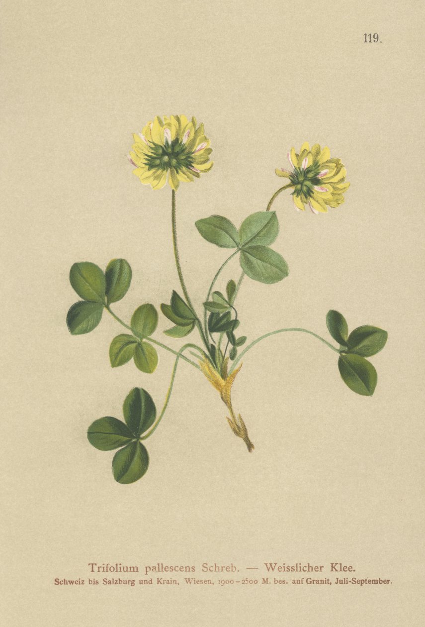 Vaaleaapila (Trifolium pallescens) tekijältä German School