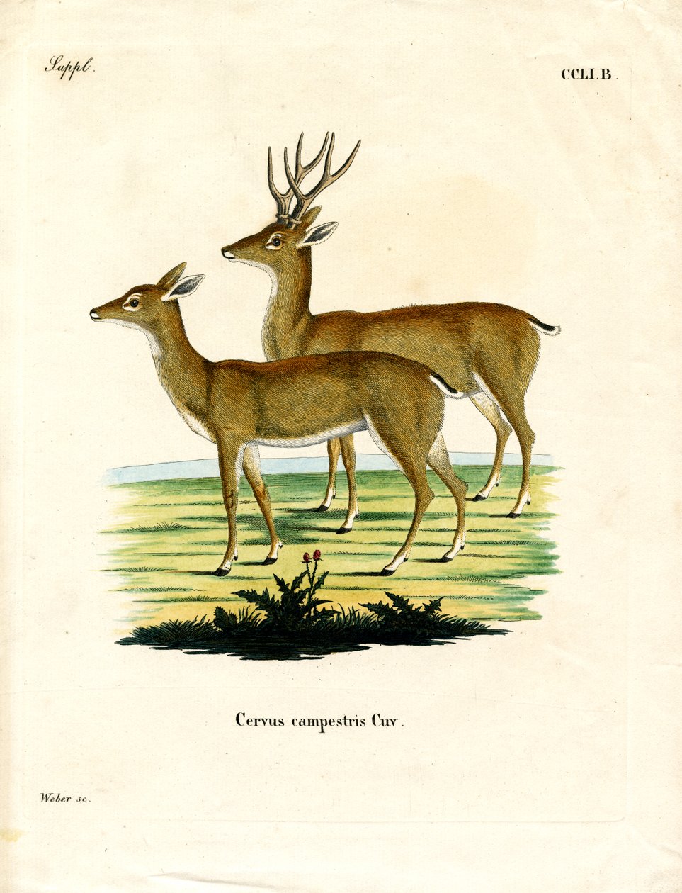 Pampas Deer (värillinen kaiverrus) tekijältä German School