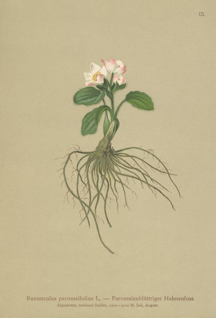 Parnassialehtinen varisjalka (Ranunculus parnassifolius) tekijältä German School