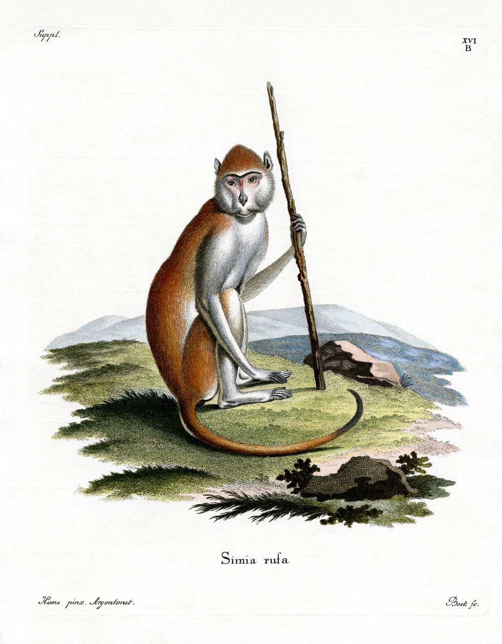 Patas Monkey (värillinen kaiverrus) tekijältä German School