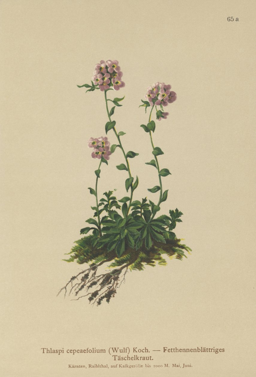 Pennykrassi (Thlaspi cepeaefolium) tekijältä German School