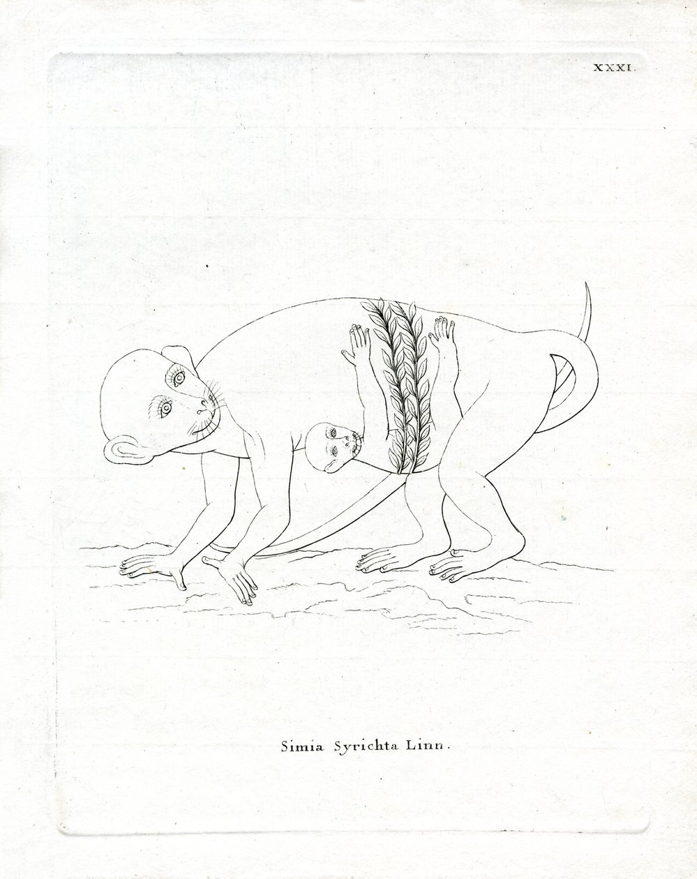 Filippiinien Tarsier (värillinen kaiverrus) tekijältä German School