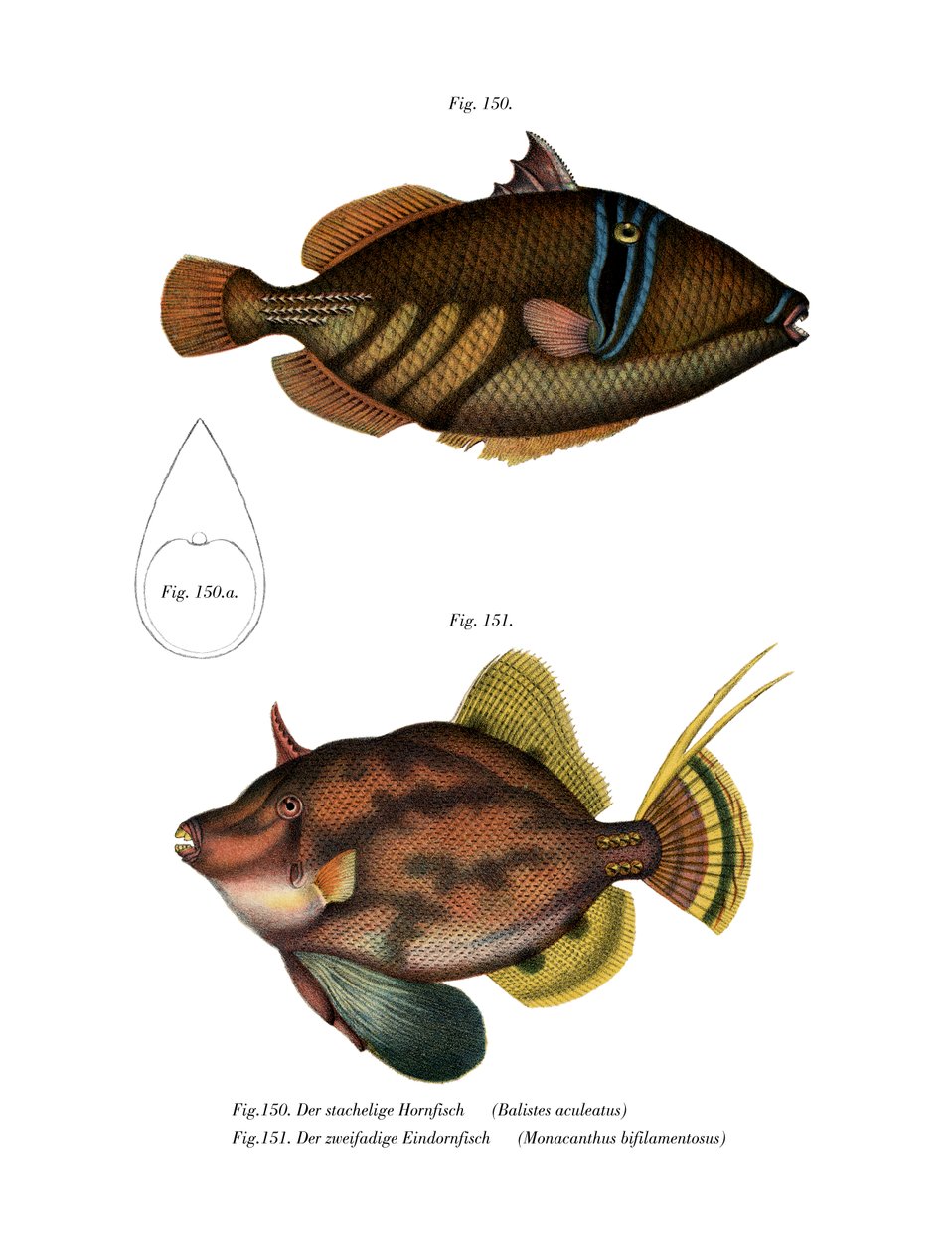 Picasso Fish (väri litho) tekijältä German School